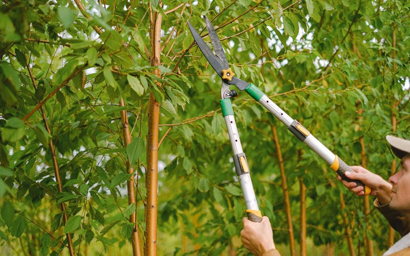 Tree trimming in Sunol, CA
